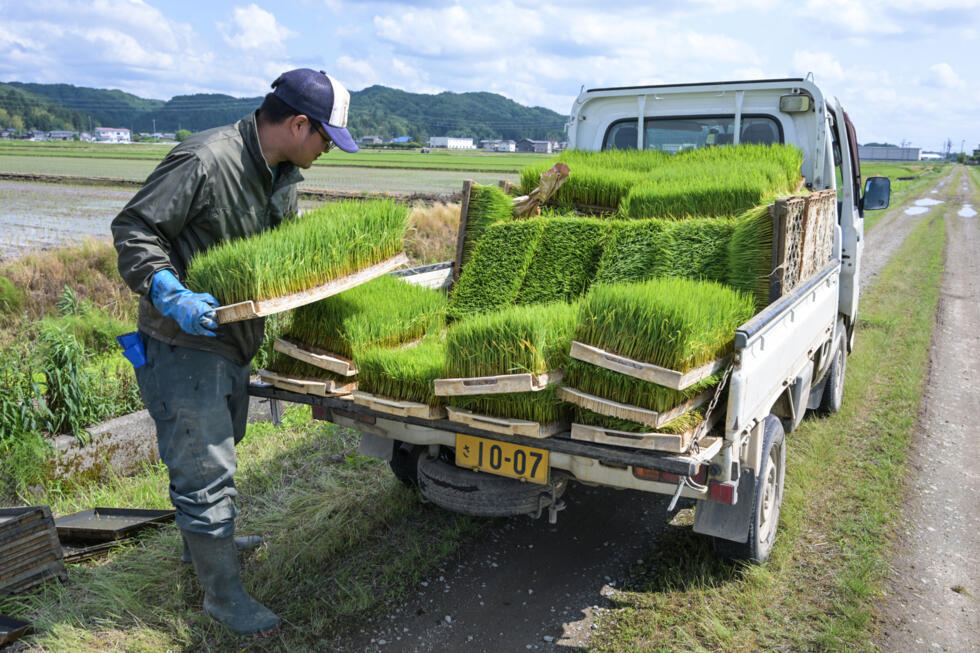 Rice prices Japan's hot political issue, on and off the farm- Ảnh 4. Rice prices Japan's hot political issue, on and off the farm- Ảnh 4.
