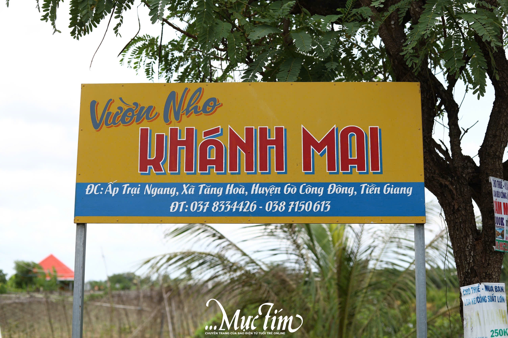 Về Gò Công Đông (Tiền Giang) check-in vườn nho sai trĩu quả - Ảnh 4.