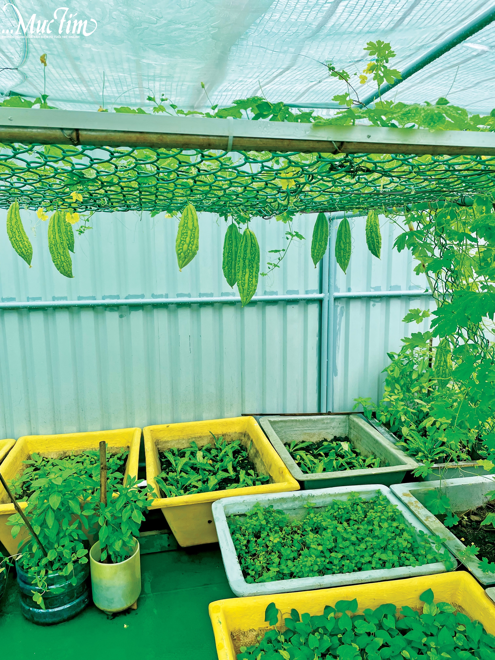 Phía chân trời rực nắng - Ảnh 9.