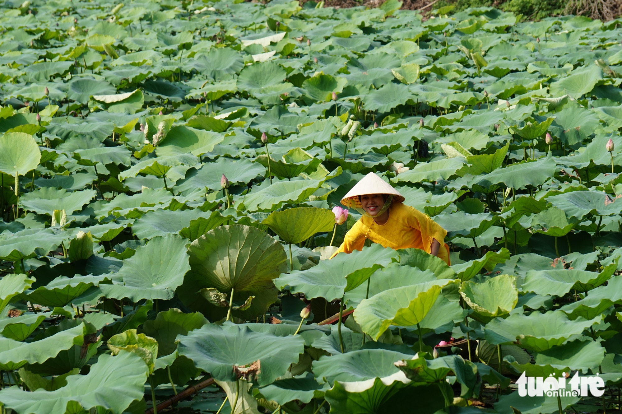 Batı Gölü lotus çayı yapımının incelikli zanaatı, birçok tabu - Fotoğraf 3. Trà sen - Ảnh 3.