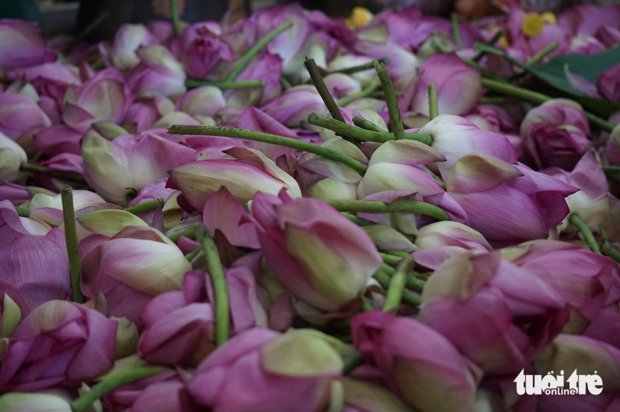 Batı Gölü lotus çayı yapımının incelikli zanaatı, birçok tabu - Fotoğraf 4. Trà sen - Ảnh 4.