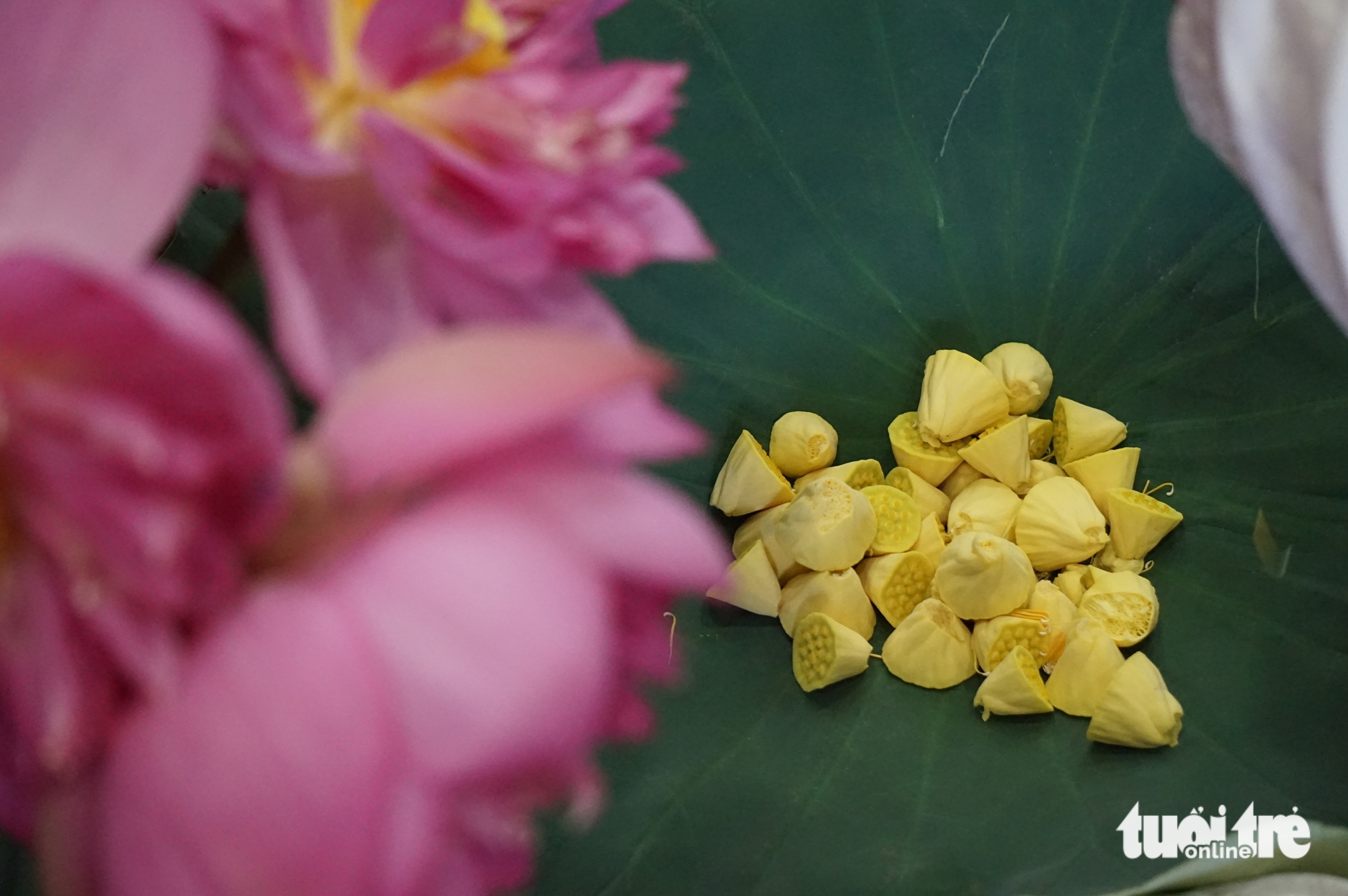 In Hanoi’s lotus-scented tradition, purity is secret to perfect tea- Ảnh 9.