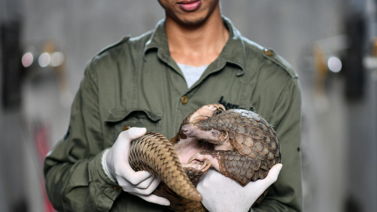 US moves to protect all species of pangolin, world's most trafficked mammal- Ảnh 1. US moves to protect all species of pangolin, world's most trafficked mammal- Ảnh 1.