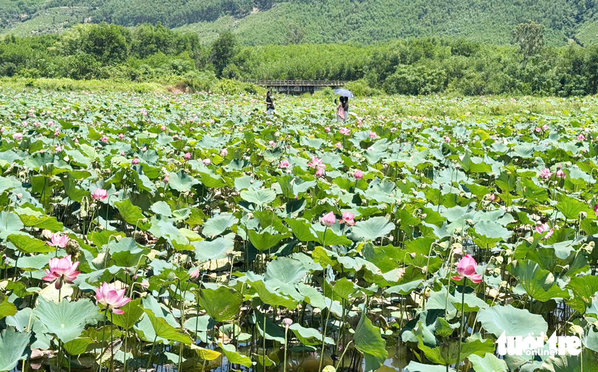 sen Trà Lý - Ảnh 1.