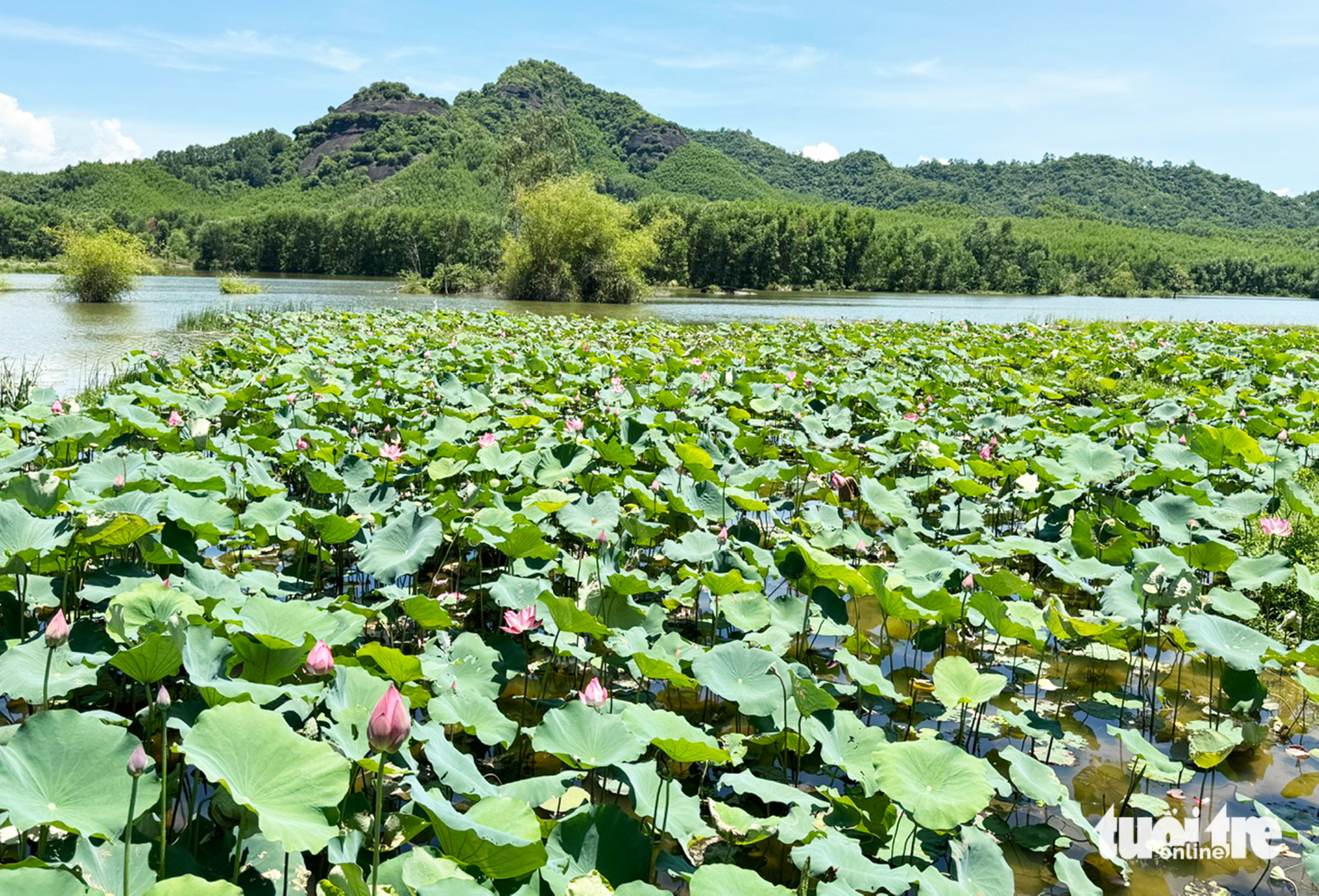 Đẹp ngỡ ngàng mùa sen Trà Lý, du khách ùn ùn đến check-in - Ảnh 4.