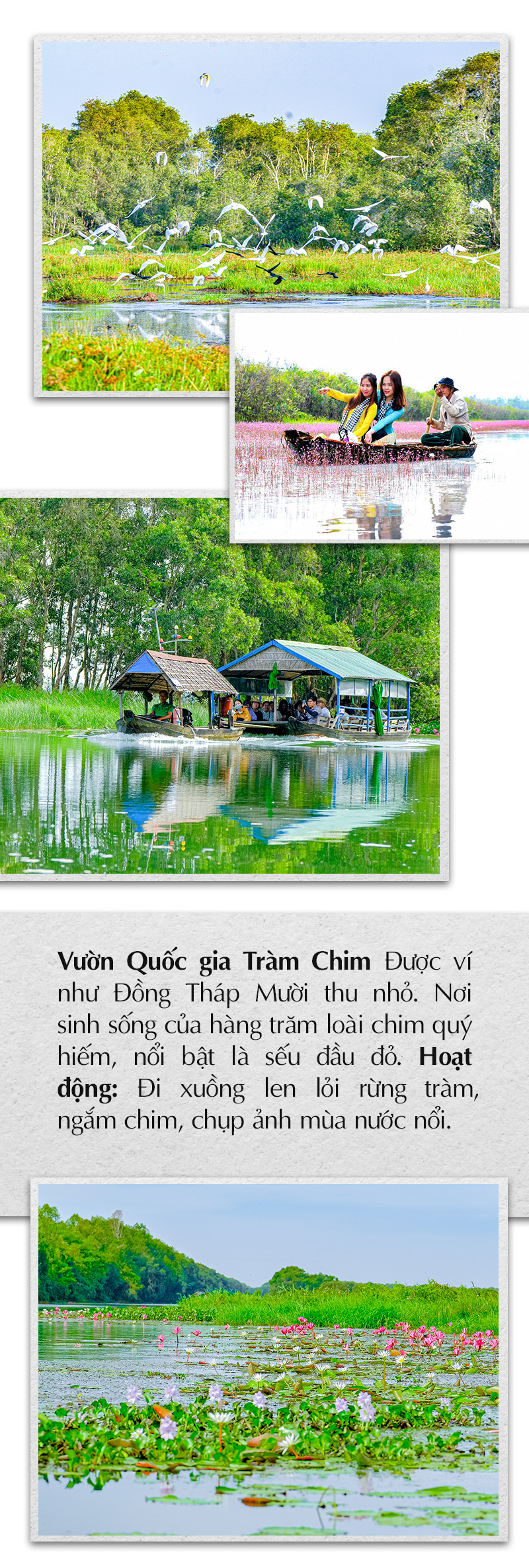 Sen hồng - Ảnh 3.