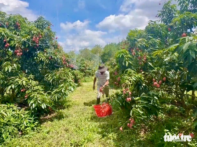 Phu Yen’s lychee gardens a new tourism hotspot in Vietnam - Ảnh 2.