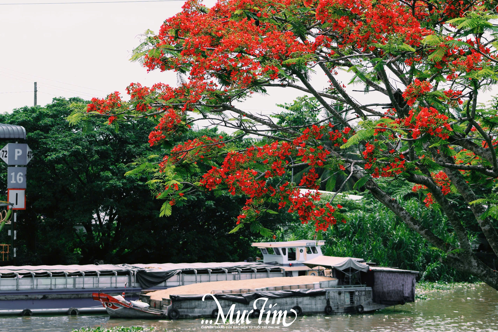 Vẻ đẹp xiêu lòng của hàng phượng vĩ ở Đồng Tháp - Ảnh 3.