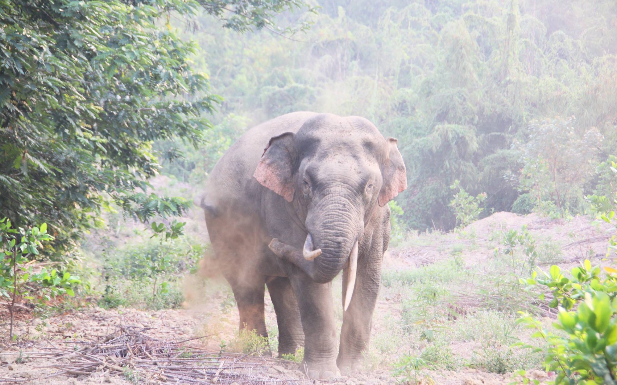 Domesticated elephant found dead in forest accident in Vietnam- Ảnh 2.