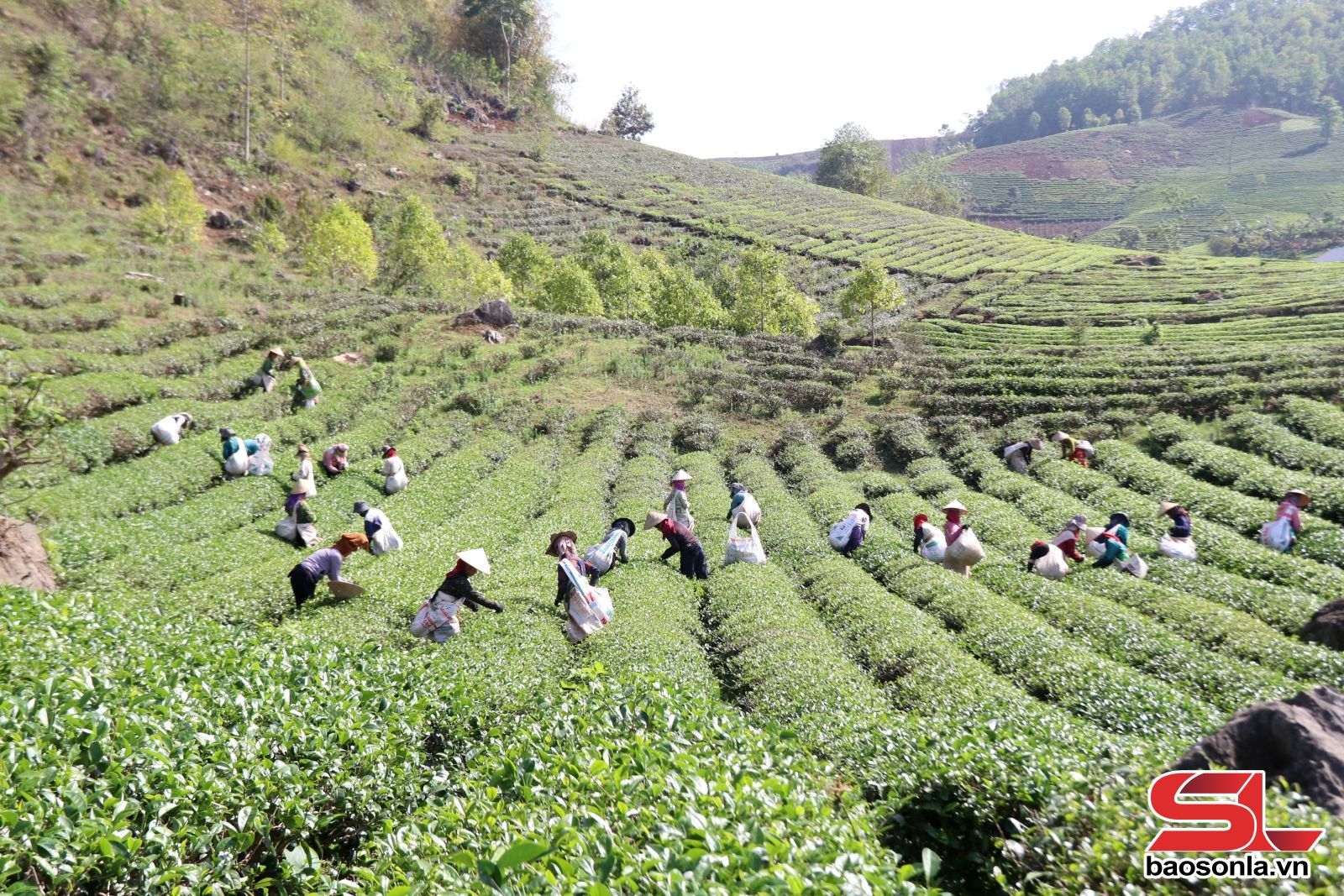 nông nghiệp - Ảnh 1.