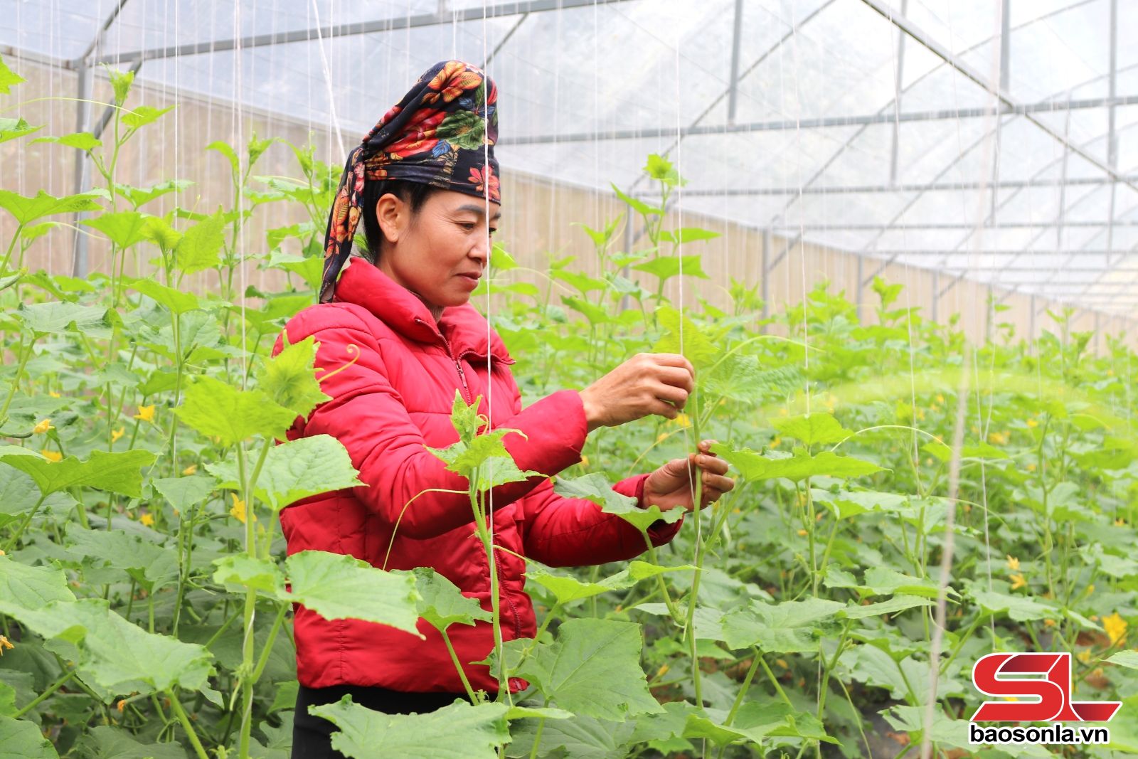 nông nghiệp - Ảnh 2.