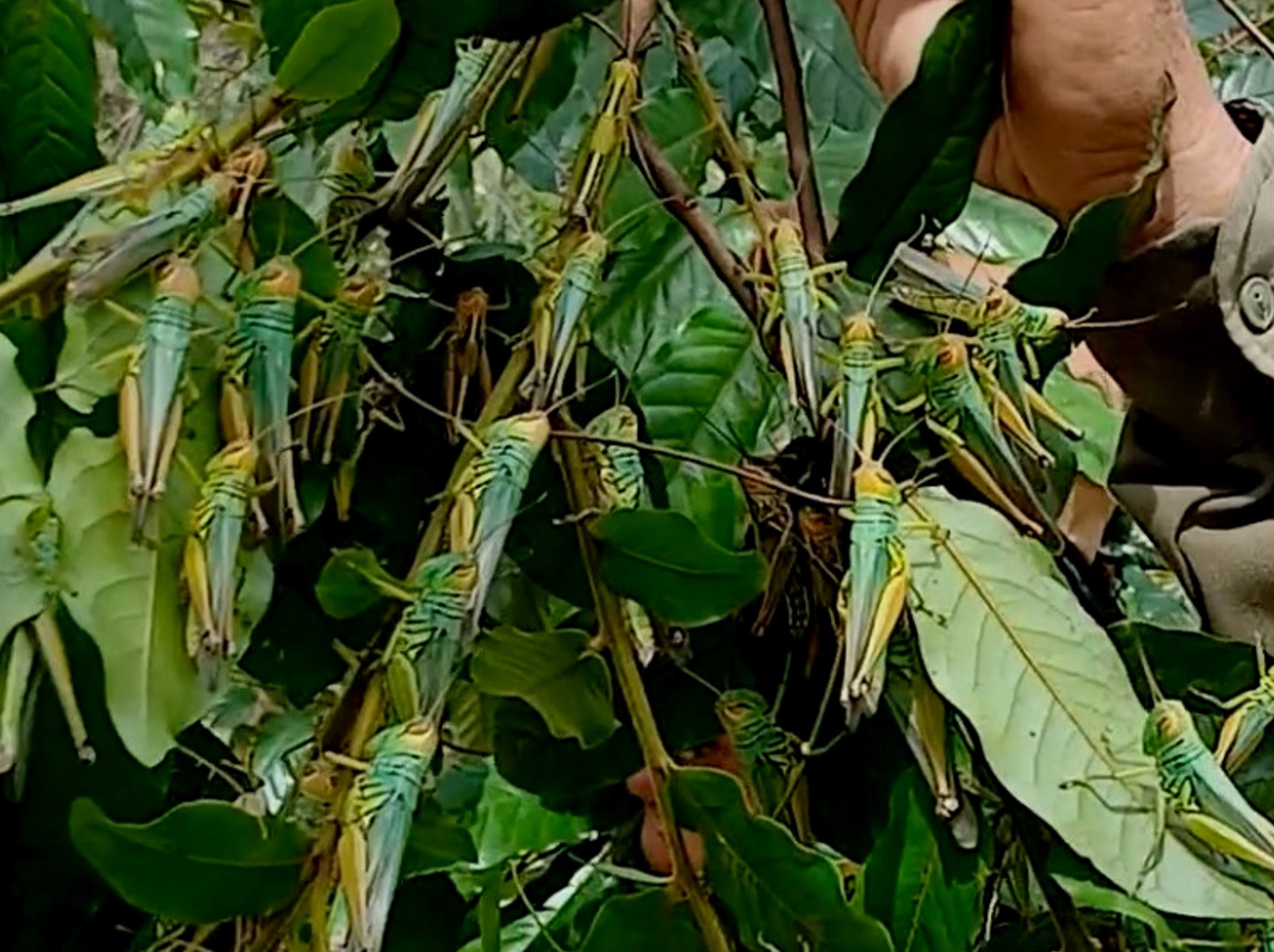 châu chấu - Ảnh 1.