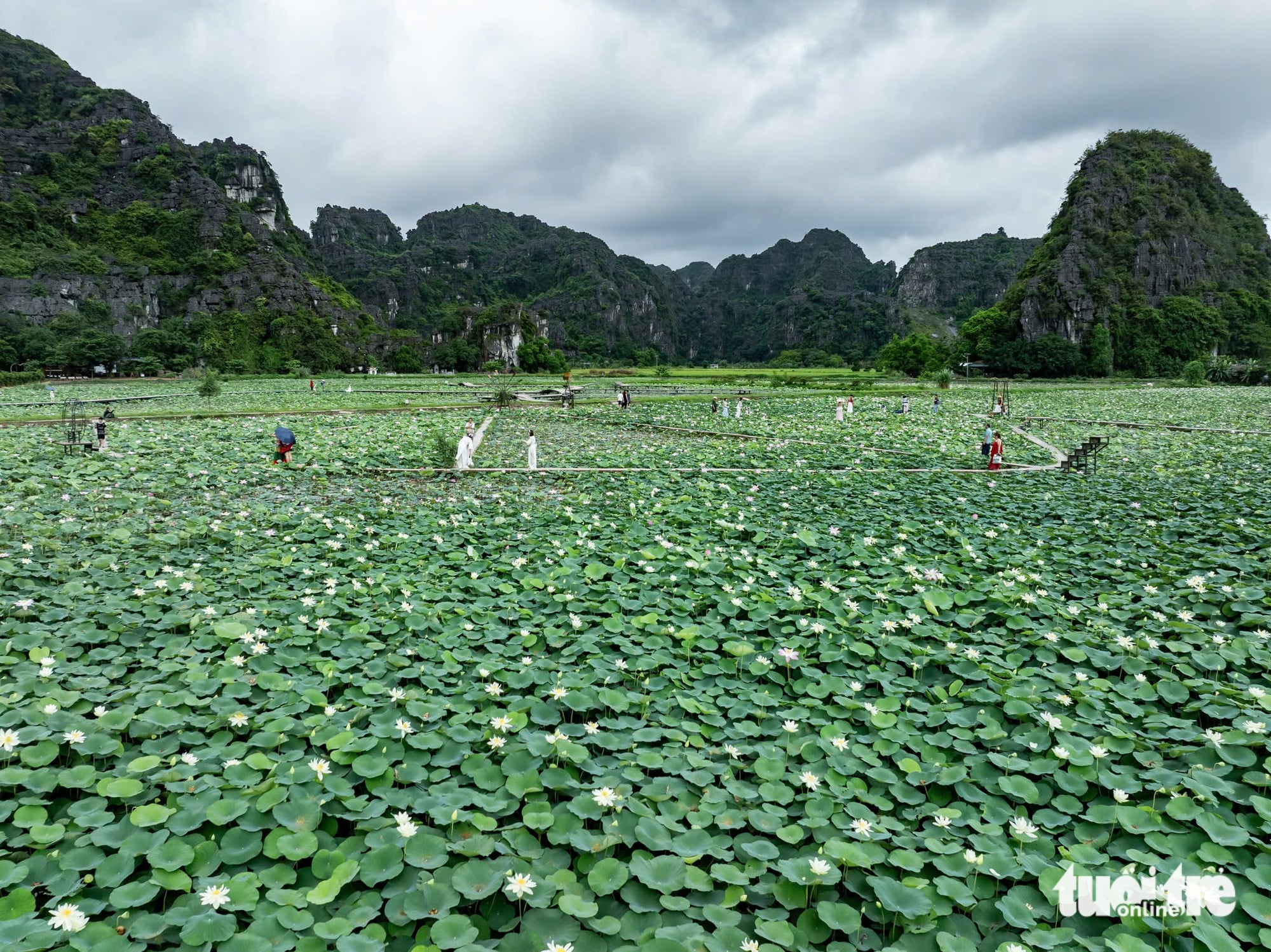 Be sure to take in Ninh Binh’s finest lotus pond in bloom while at Mua Cave- Ảnh 3. Be sure to take in Ninh Binh’s finest lotus pond in bloom while at Mua Cave- Ảnh 3.