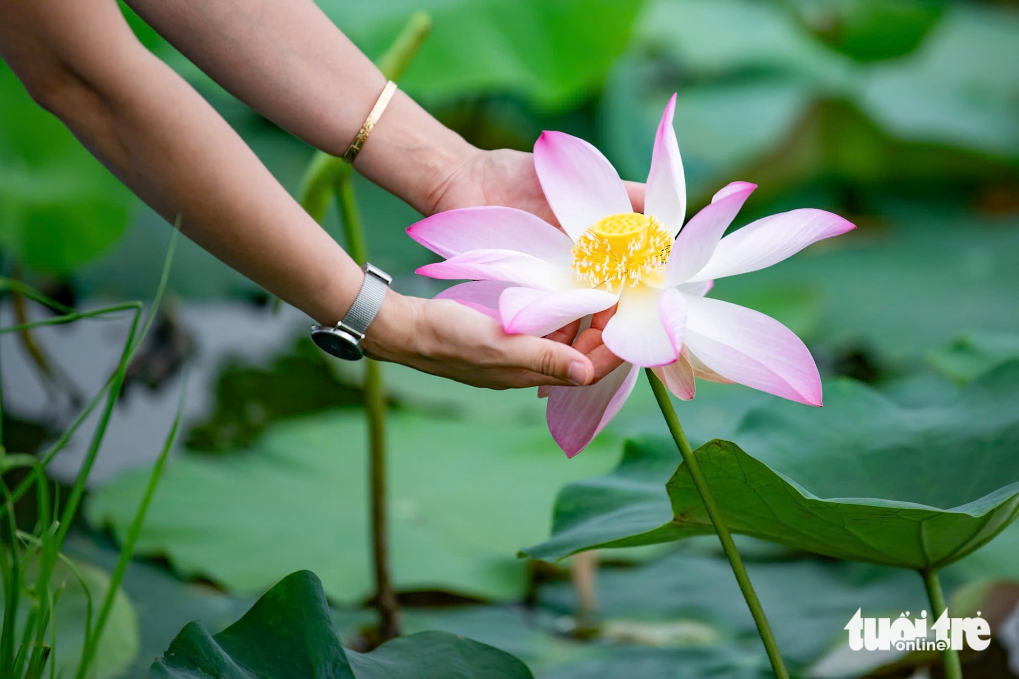 Be sure to take in Ninh Binh’s finest lotus pond in bloom while at Mua Cave- Ảnh 5. Be sure to take in Ninh Binh’s finest lotus pond in bloom while at Mua Cave- Ảnh 5.