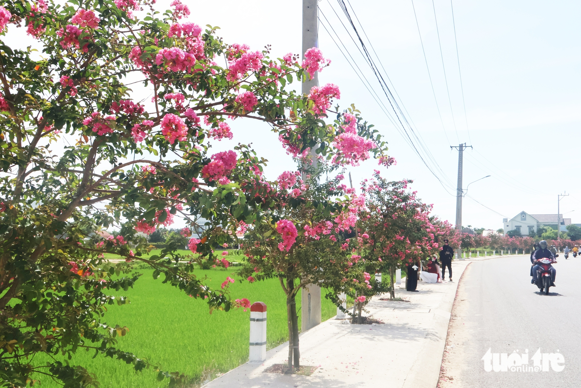 tường vi - Ảnh 1.