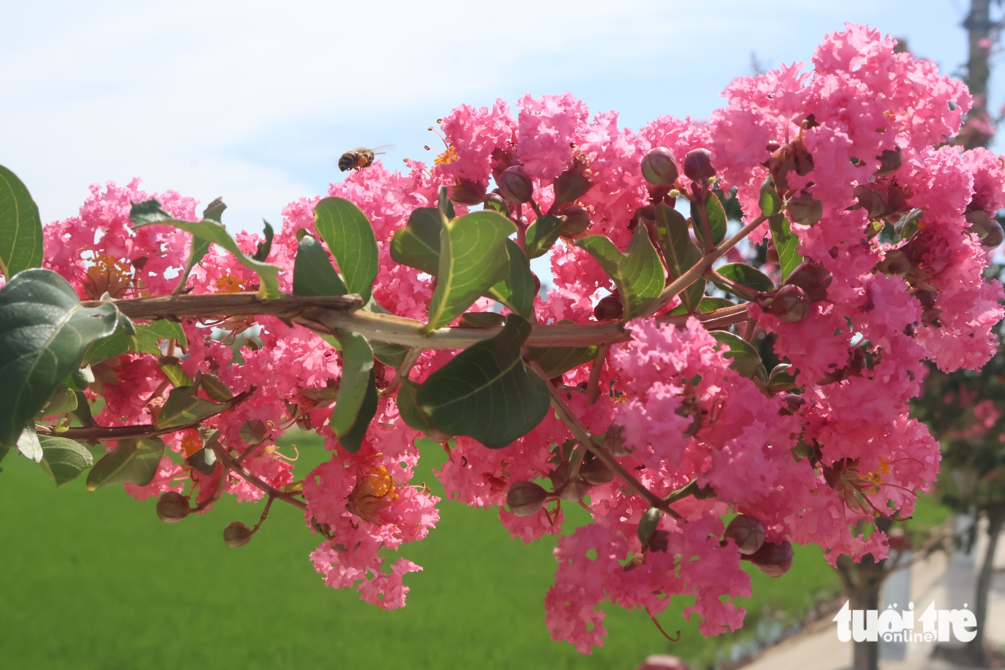 tường vi - Ảnh 2.