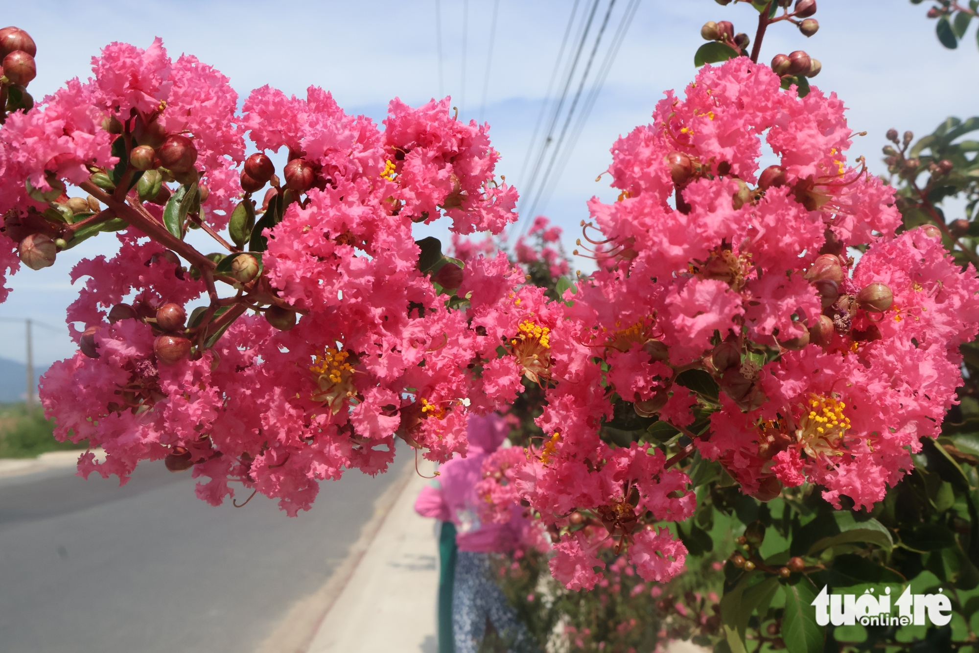 tường vi - Ảnh 4.