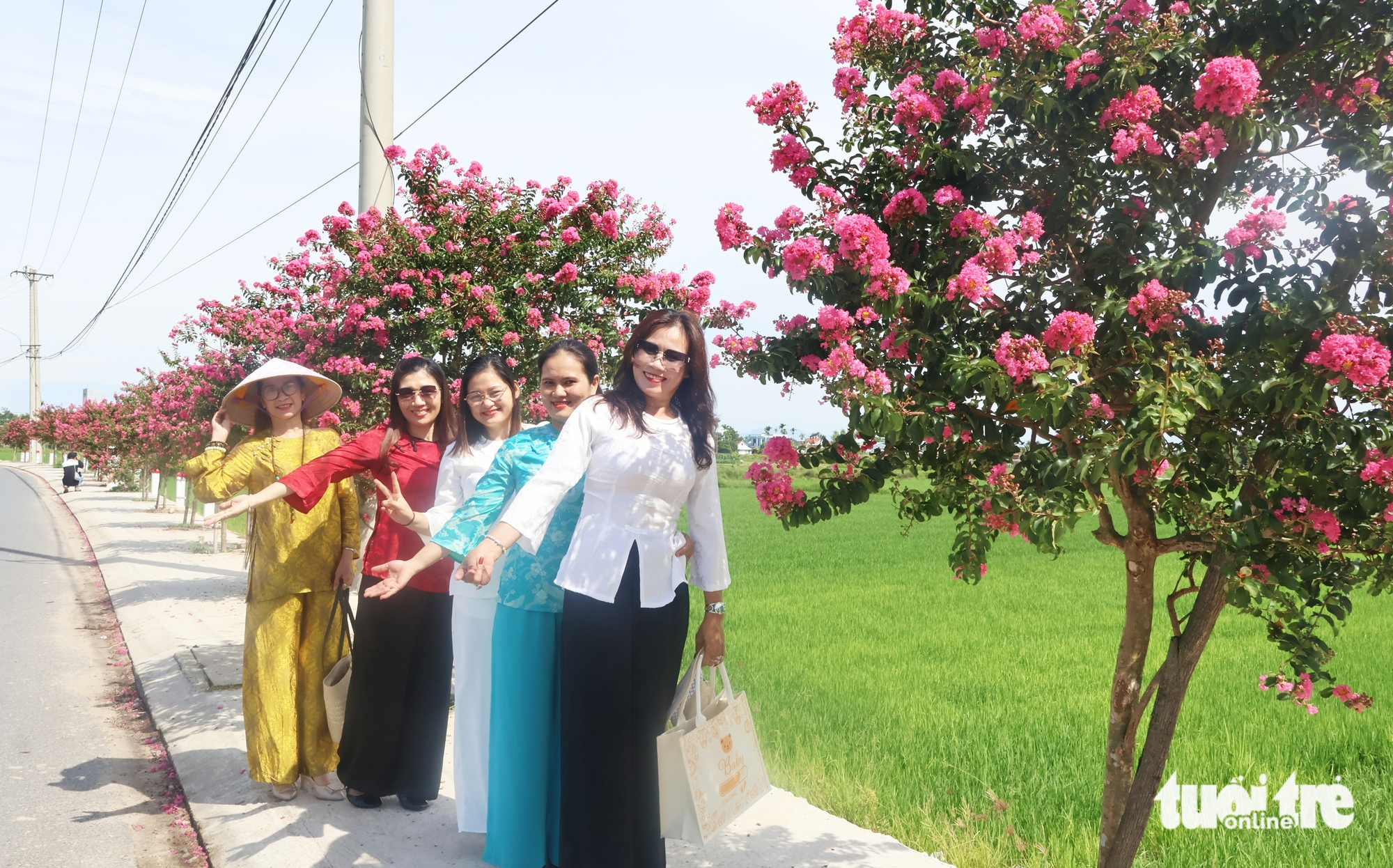 tường vi - Ảnh 5.