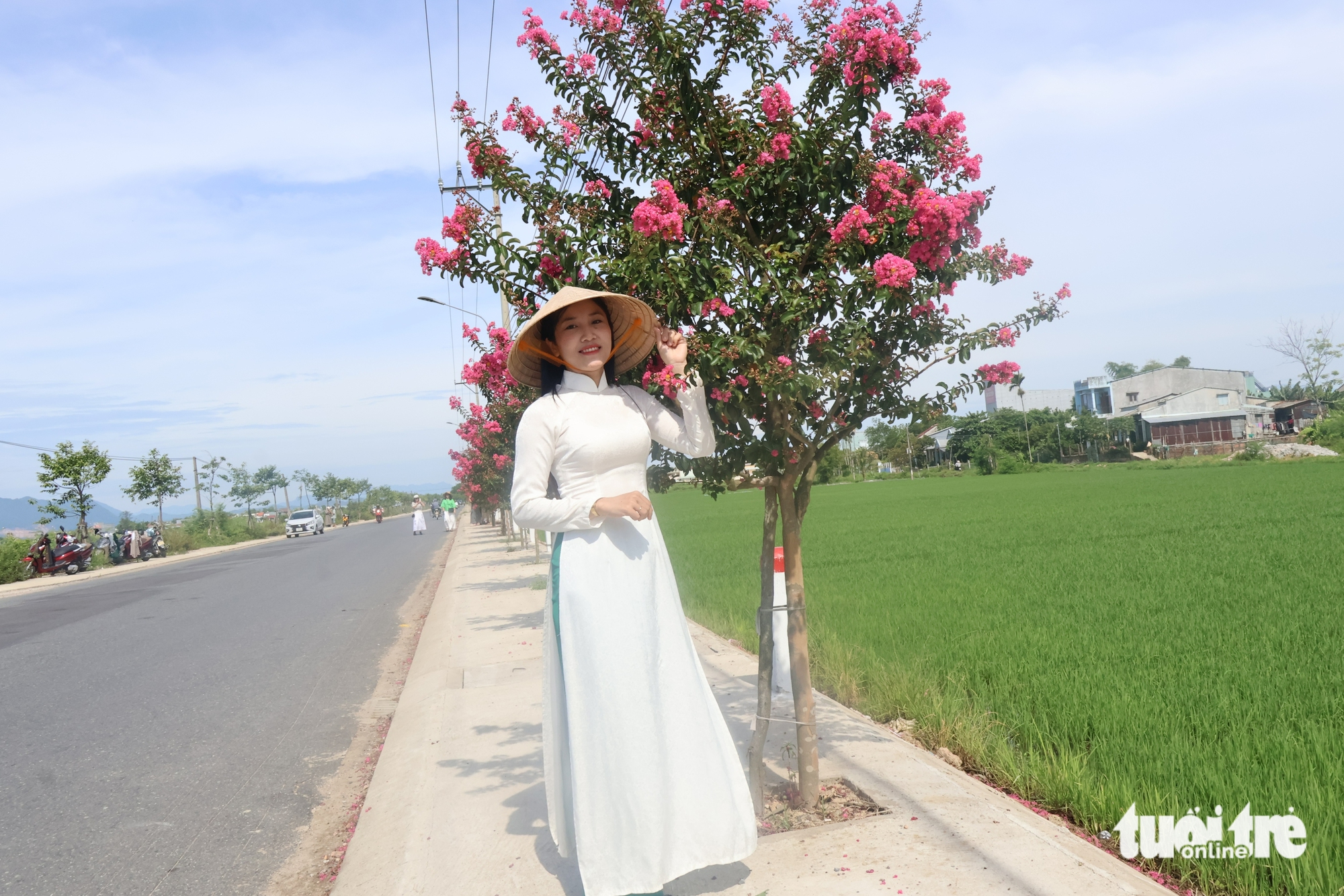 tường vi - Ảnh 6.