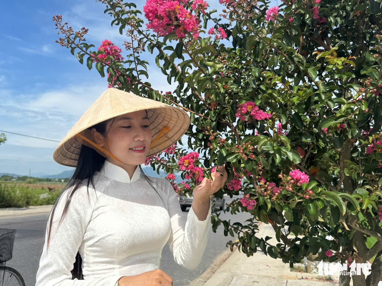 tường vi - Ảnh 8.