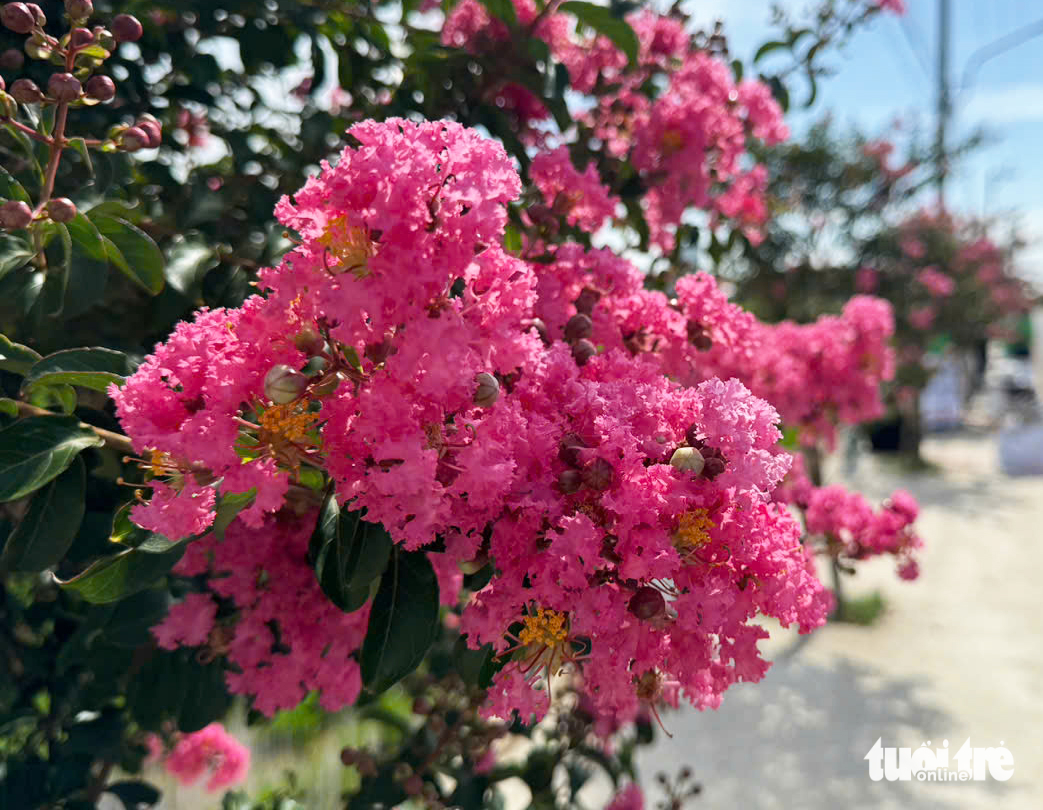 tường vi - Ảnh 9.