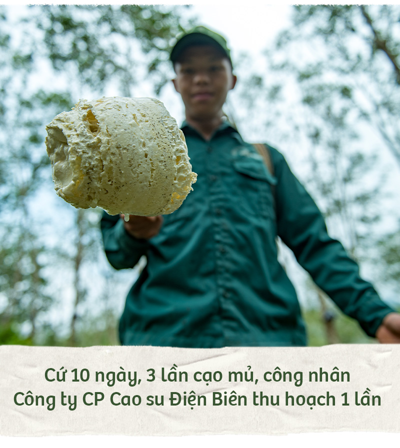 Hành trình xanh của cao su trên mảnh đất cực Tây Tổ quốc - Ảnh 13.