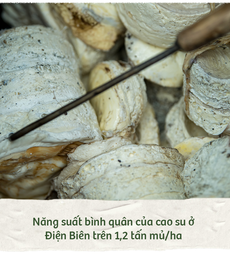 Hành trình xanh của cao su trên mảnh đất cực Tây Tổ quốc - Ảnh 19.