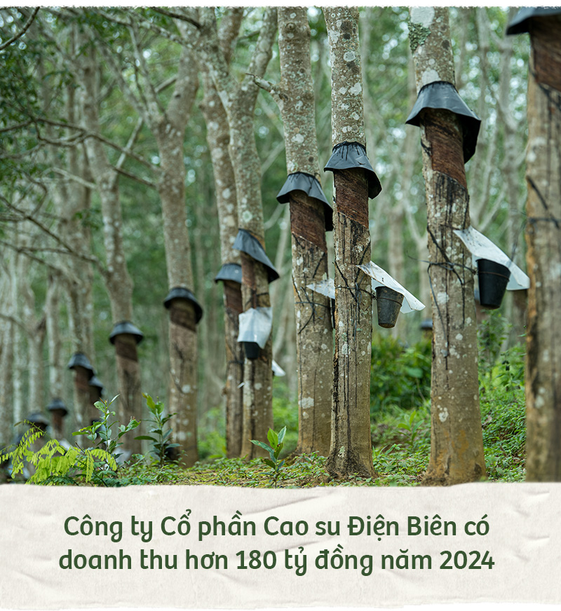 Hành trình xanh của cao su trên mảnh đất cực Tây Tổ quốc - Ảnh 11.