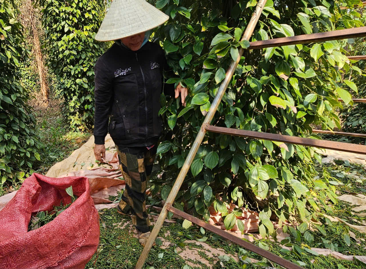 Vì sao giá hồ tiêu vẫn chưa bật tăng mạnh như kỳ vọng?- Ảnh 1. Vì sao giá hồ tiêu vẫn chưa bật tăng mạnh như kỳ vọng?- Ảnh 1.