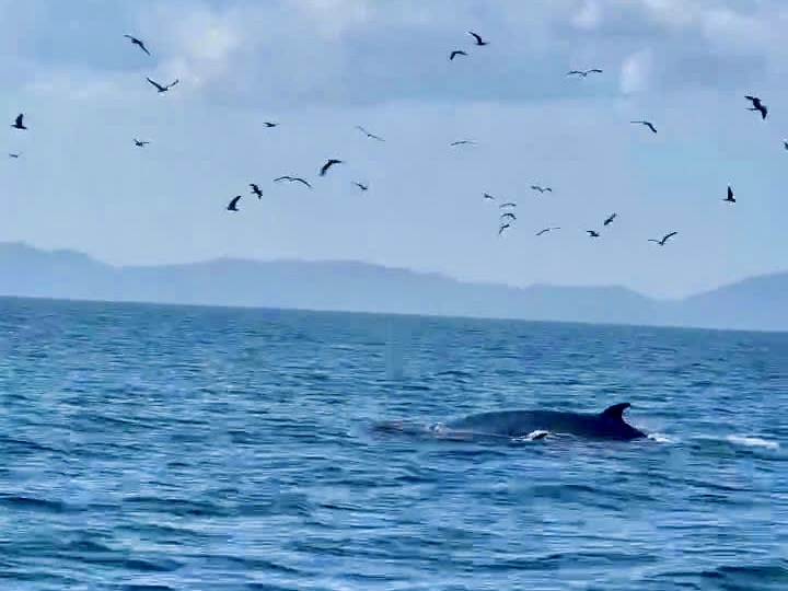 Mães e filhotes de baleia caçando no mar de Dak Lak - Foto 1. cá voi - Ảnh 1.