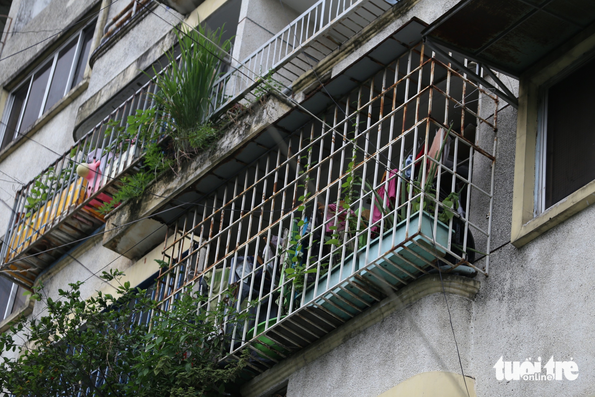 chuồng cọp - Ảnh 15.