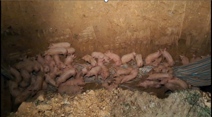 Kiểm tra xe tải, phát hiện hàng trăm con heo nhiễm dịch tả heo châu Phi - Ảnh 3.