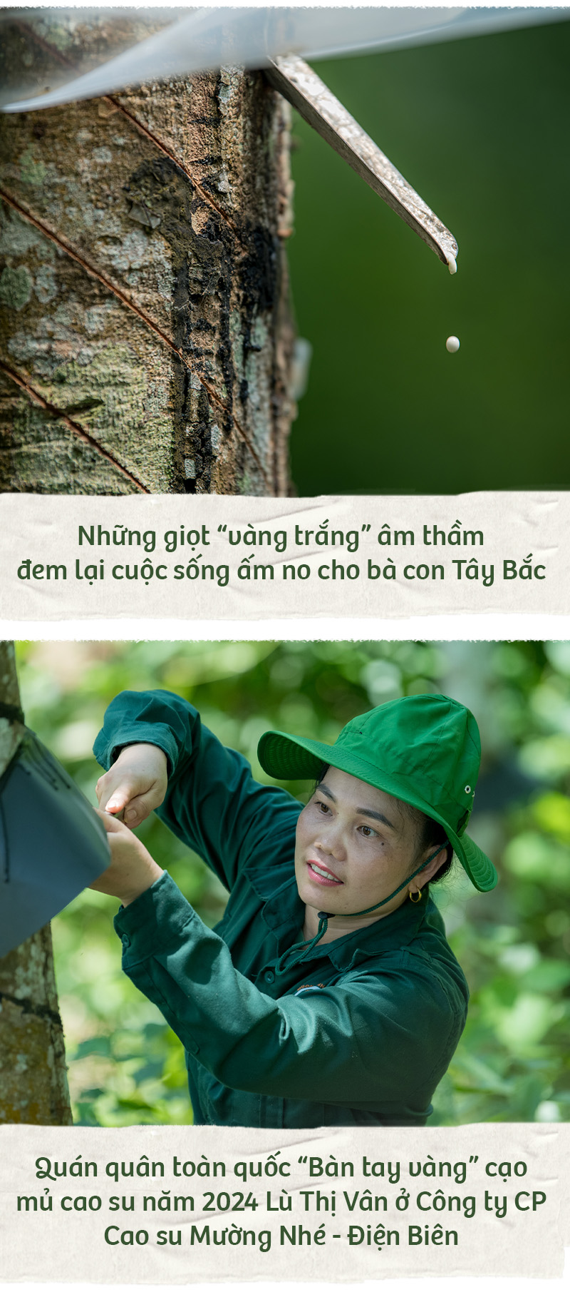 Hành trình xanh của cao su trên mảnh đất cực Tây Tổ quốc - Ảnh 8.