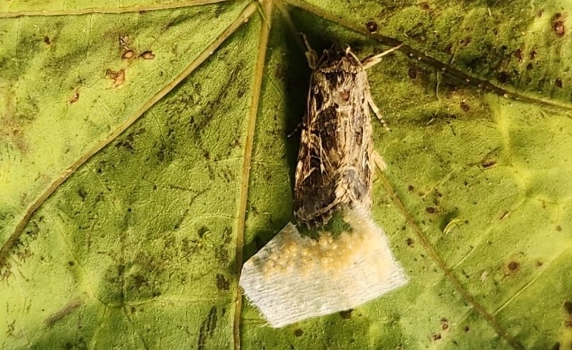 Insecte descoperite care pot auzi plantele „vorbind” - Fotografia 1. cây cối - Ảnh 1.