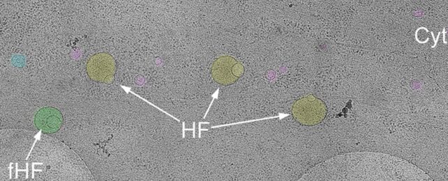 Phát hiện cấu trúc hoàn toàn mới bên trong tế bào người - Ảnh 1.