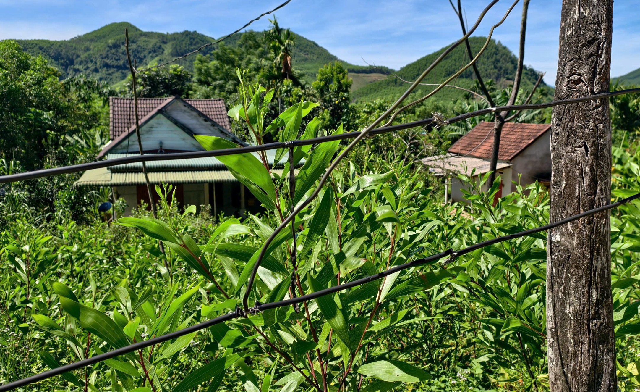 điện - Ảnh 2.