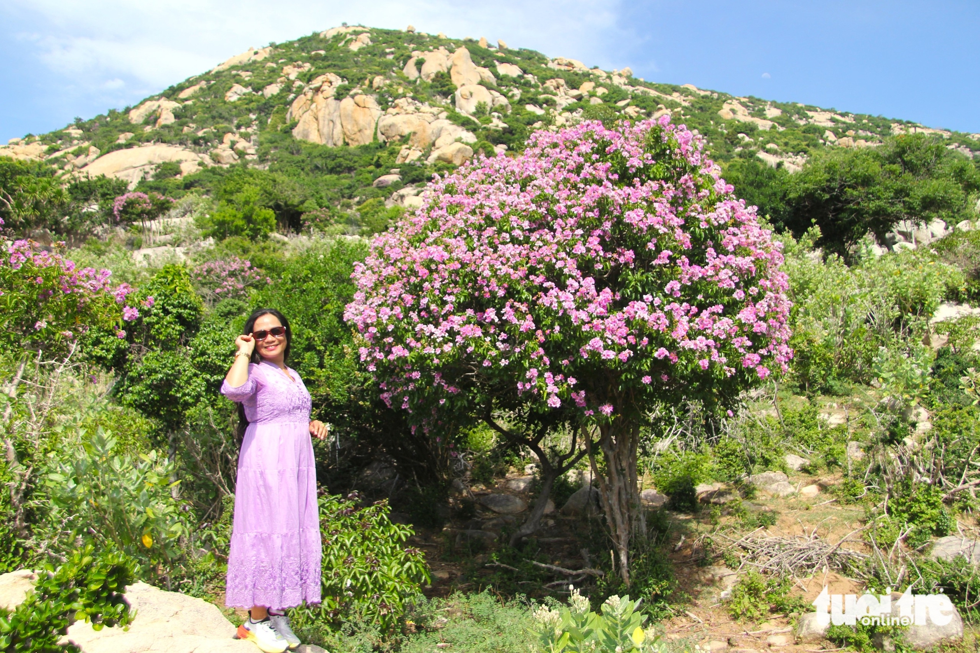 Os turistas ficam fascinados pelo 'tapete de flores' roxo de Lagerstroemia que tinge a floresta de roxo - Foto 2. Du khách mê mẩn với 'thảm hoa' bằng lăng nhuộm tím cánh rừng - Ảnh 3.