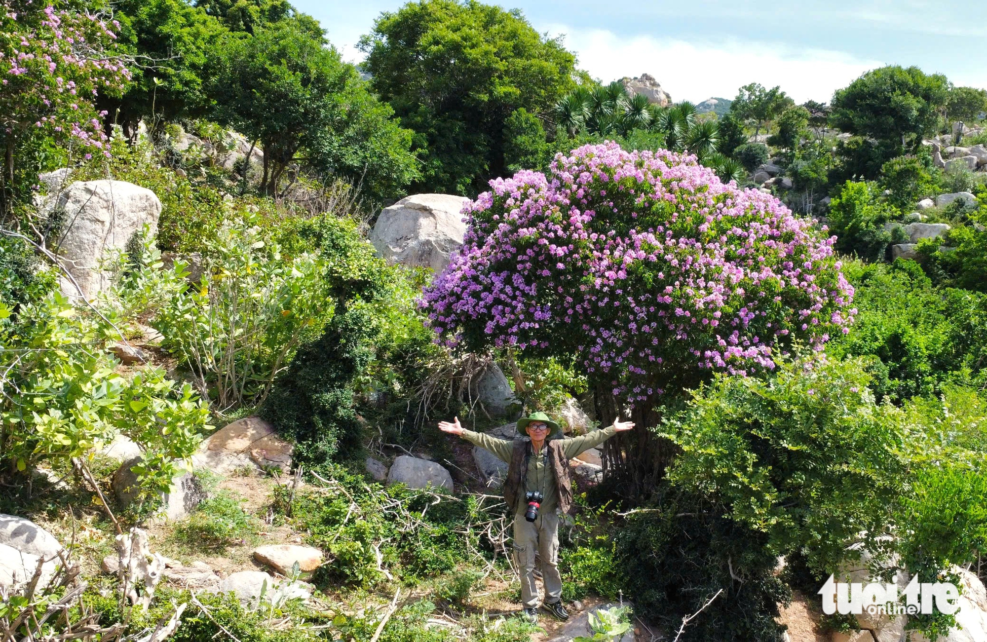 Os turistas ficam fascinados pelo 'tapete de flores' roxo de Lagerstroemia que tinge a floresta de roxo - Foto 6. bằng lăng - Ảnh 9.