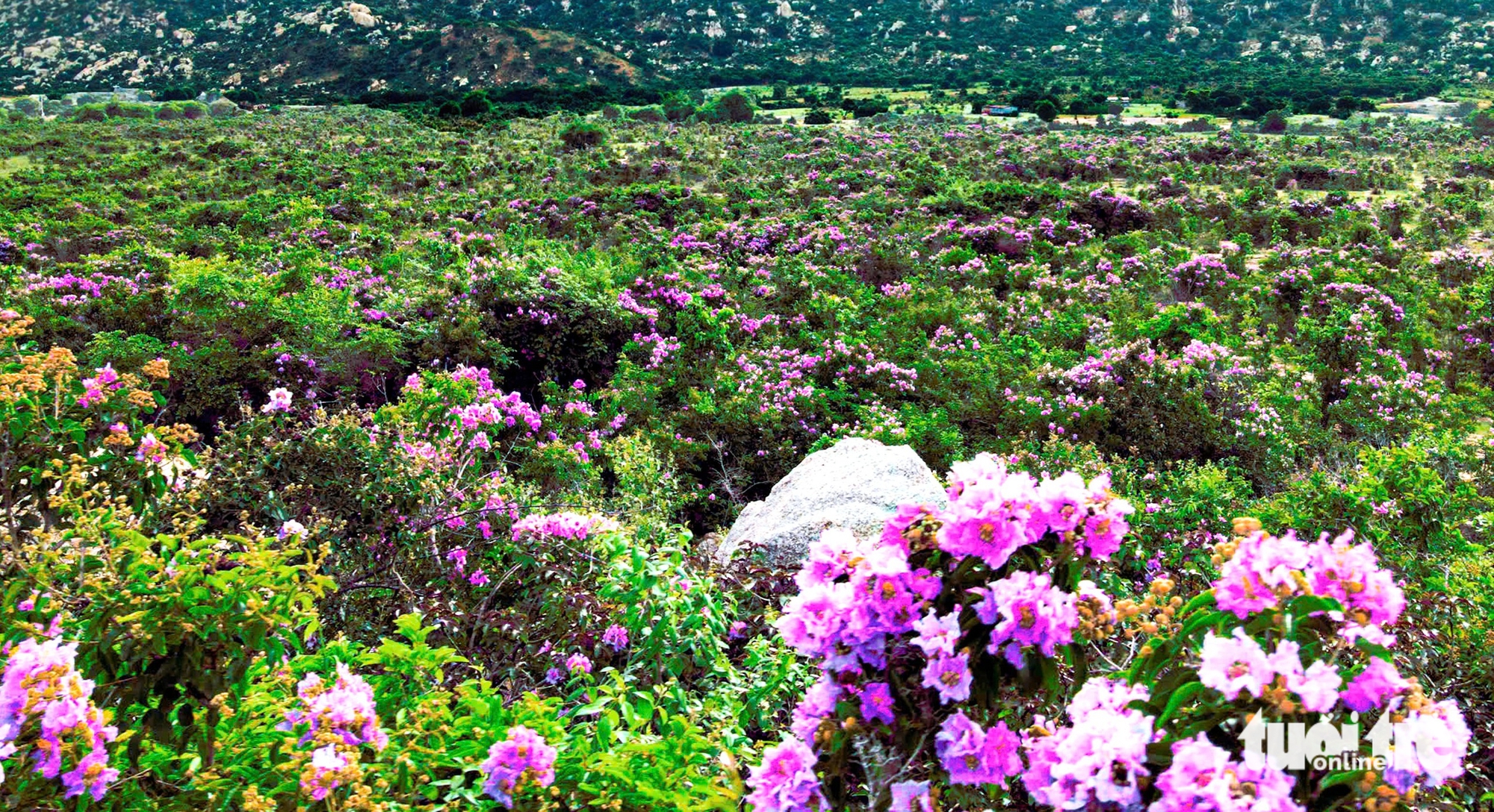 Os turistas ficam fascinados pelo 'tapete de flores' roxo de Lagerstroemia que tinge a floresta de roxo - Foto 7. Du khách mê mẩn với 'thảm hoa' bằng lăng nhuộm tím cánh rừng - Ảnh 8.