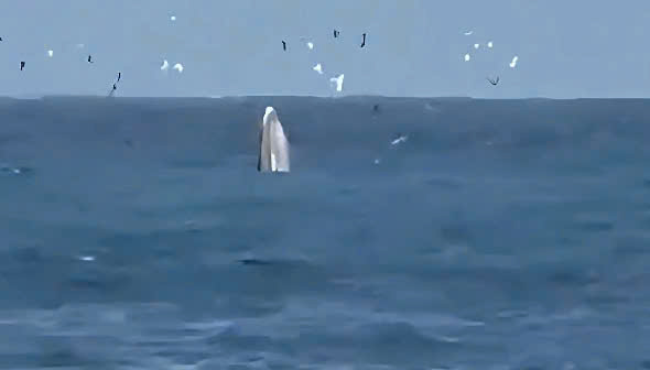 ត្រីបាឡែនលេចឡើងដើម្បីបរបាញ់នៅឈូងសមុទ្រ Nha Trang - រូបថត ១. Nha Trang - Ảnh 1.