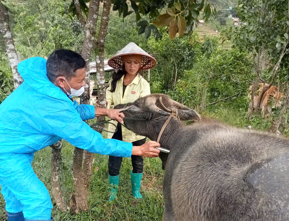 Quảng Ngãi đang dập dịch tả heo ở phía đông, lại lo bò phía tây lở mồm long móng - Ảnh 1.