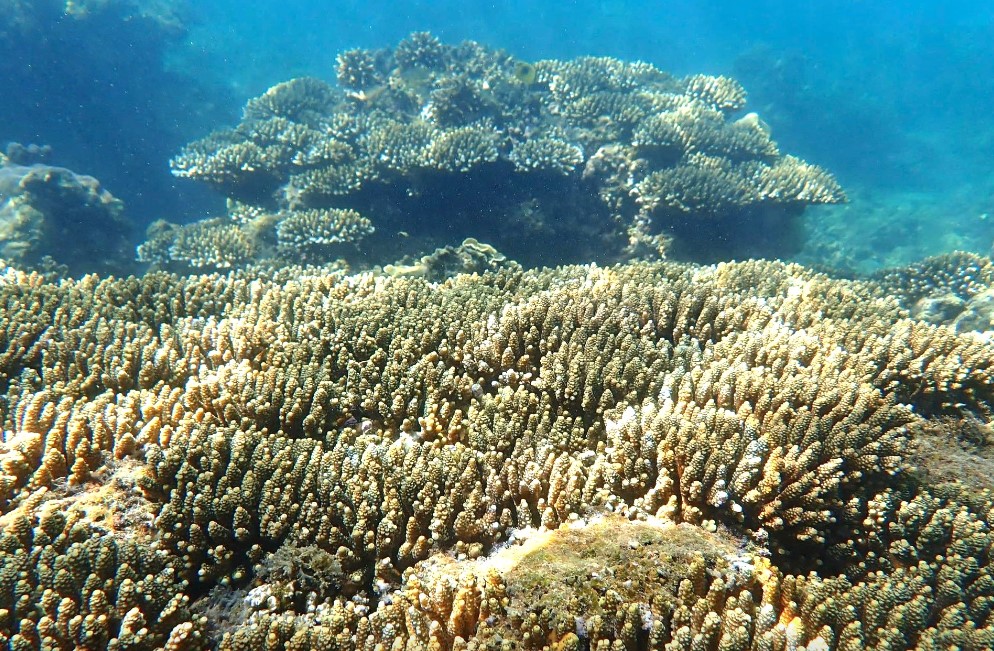 Khanh Hoa fala sobre informações de que a Baía de Nha Trang perdeu quase 200 hectares de corais em 20 anos - Foto 1. san hô - Ảnh 1.