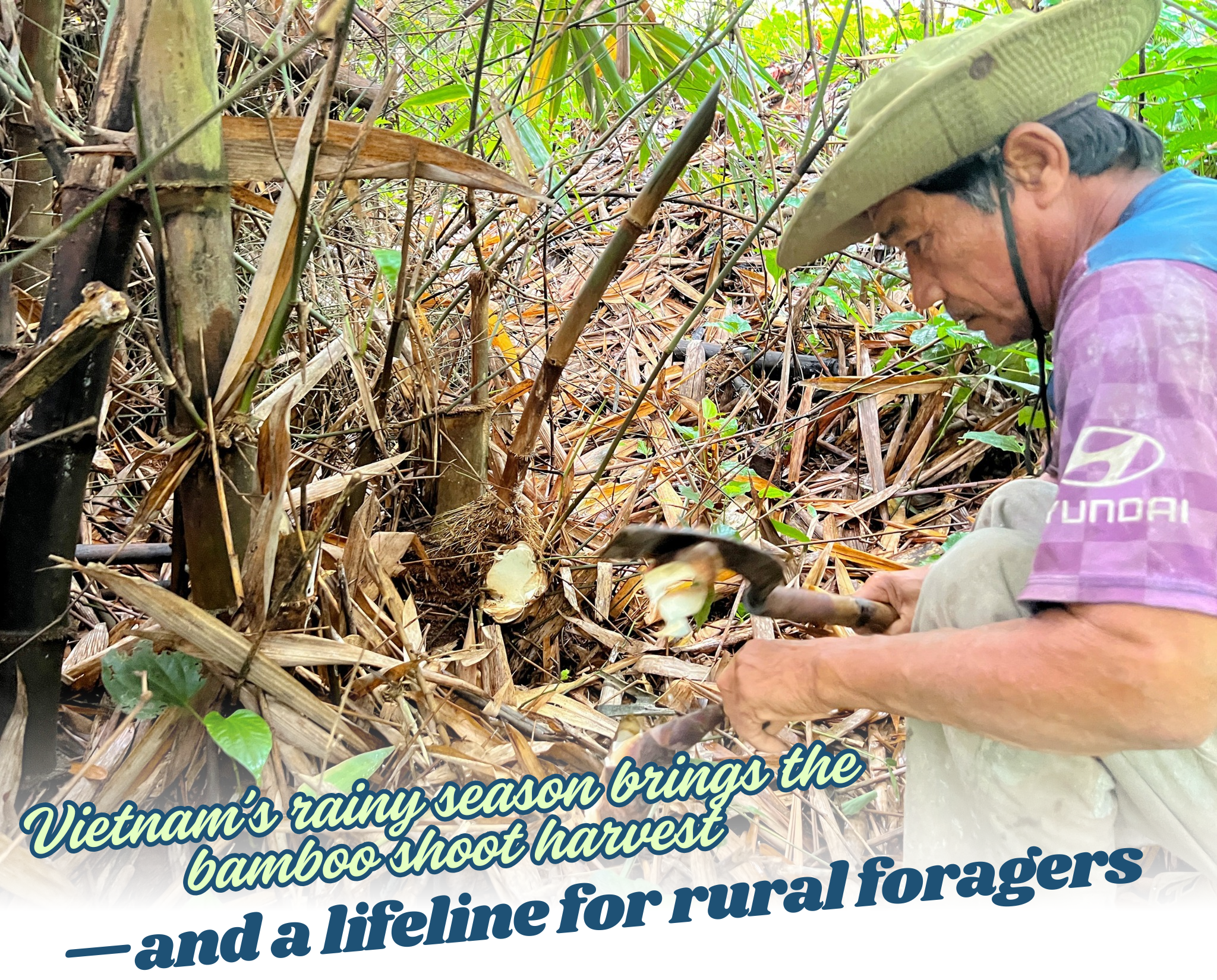 Vietnam’s rainy season brings the bamboo shoot harvest—and a lifeline for rural foragers