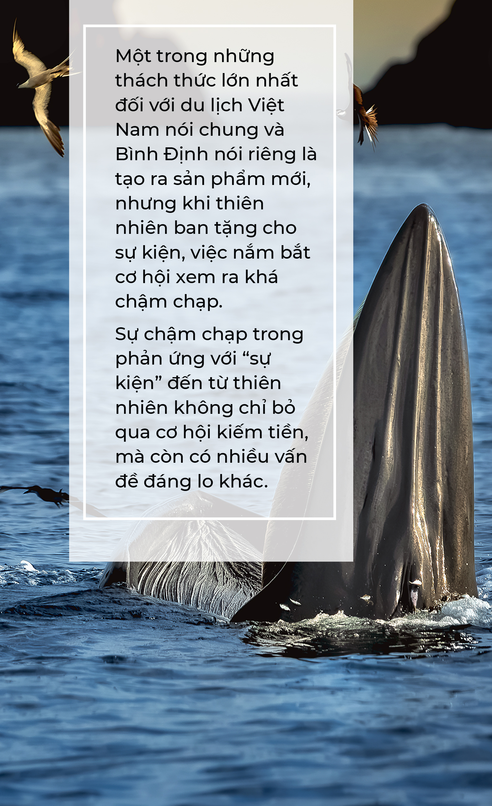 Cá voi, bồ câu nicobar và cái dở của ngành du lịch - Ảnh 4.