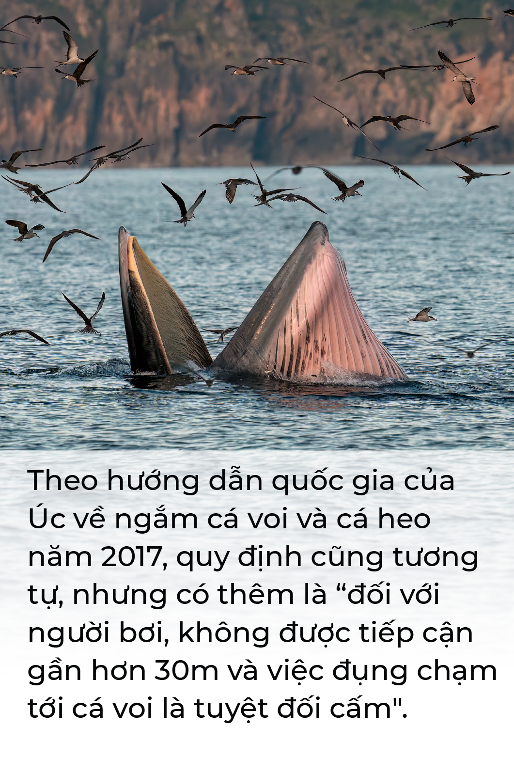 Cá voi, bồ câu nicobar và cái dở của ngành du lịch - Ảnh 6.