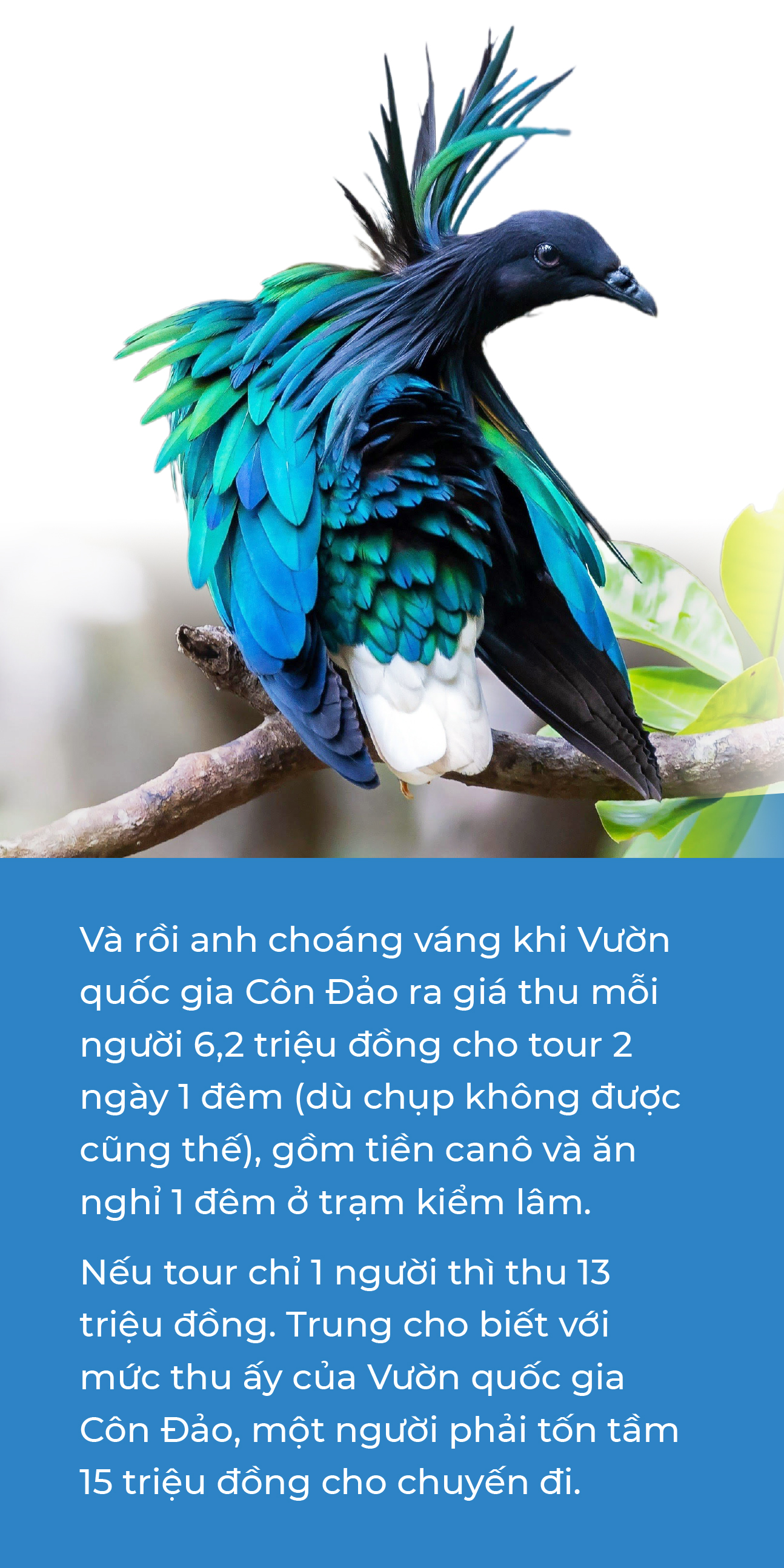 Cá voi, bồ câu nicobar và cái dở của ngành du lịch - Ảnh 8.