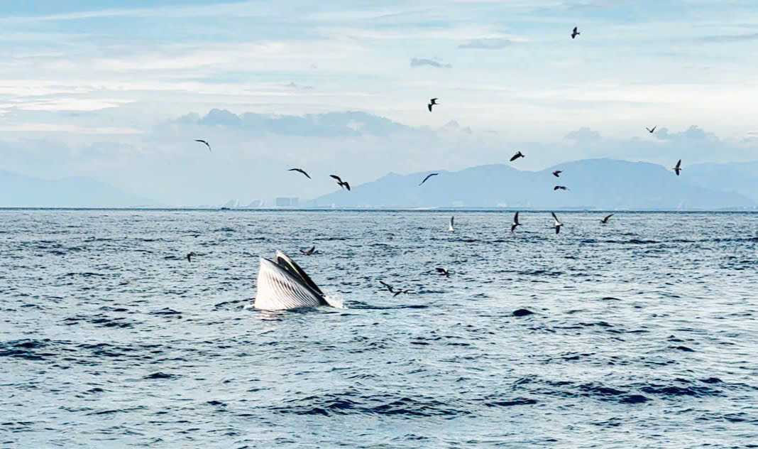 អ្នកទេសចររីករាយទស្សនាការបរបាញ់ត្រីបាឡែននៅឈូងសមុទ្រ Nha Trang - រូបថត ១. cá voi - Ảnh 1.