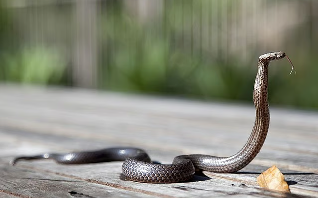 Nông dân miền Tây bắt con rắn đã cắn mình, mang đến Trại rắn Đồng Tâm để điều trị - Ảnh 2.