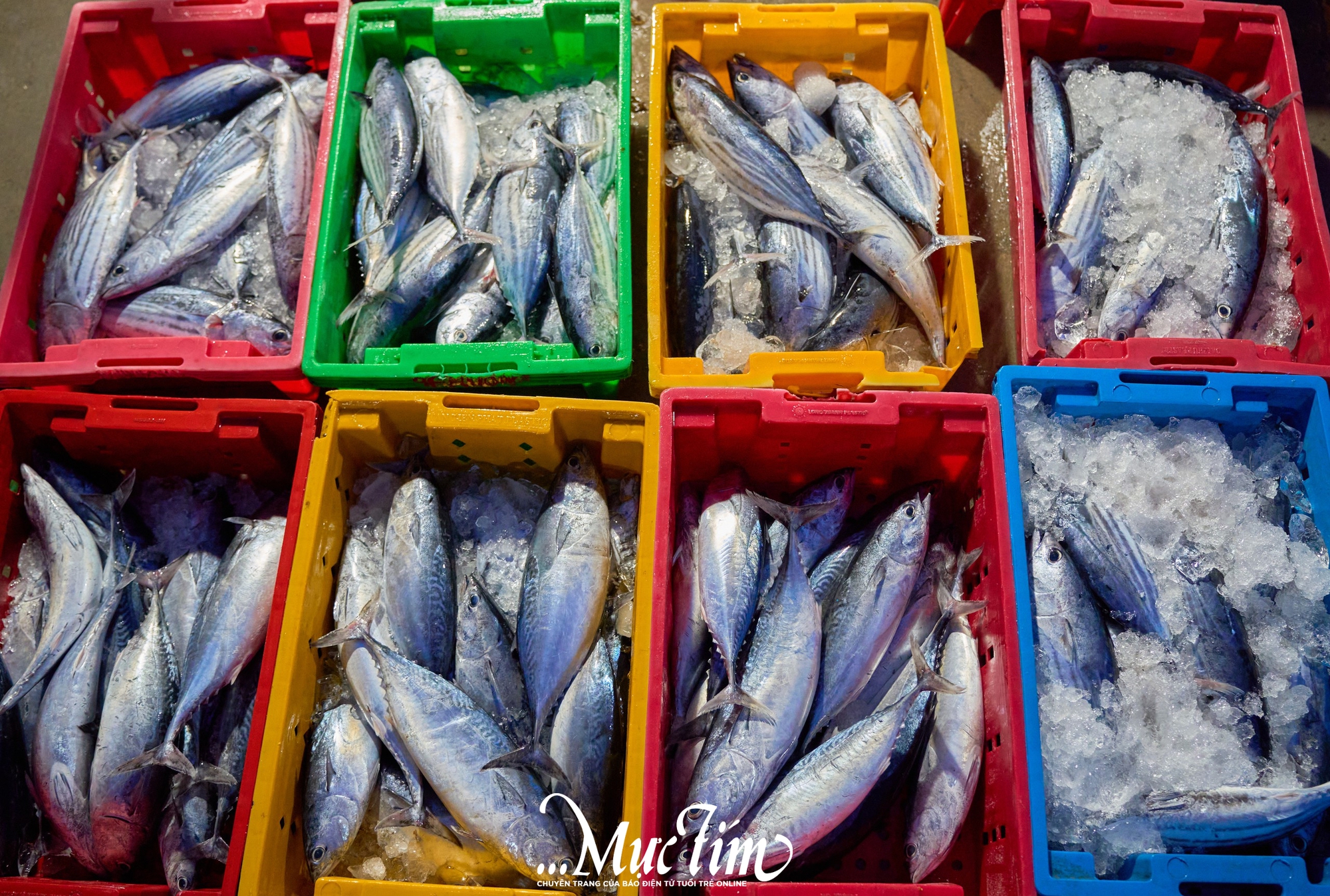 Một ngày khám phá bến cá Vĩnh Trường - Ảnh 5.