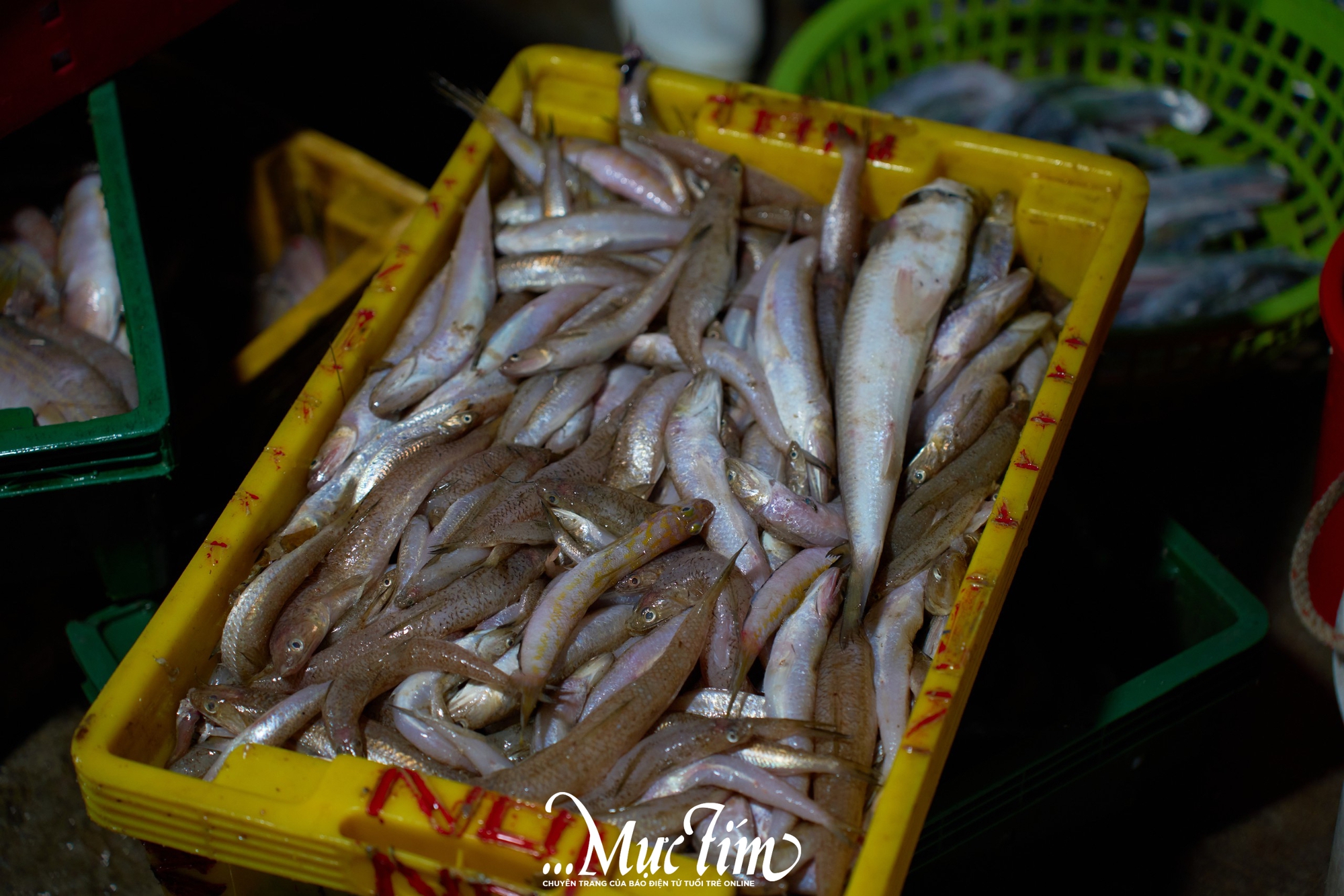 Một ngày khám phá bến cá Vĩnh Trường - Ảnh 6.